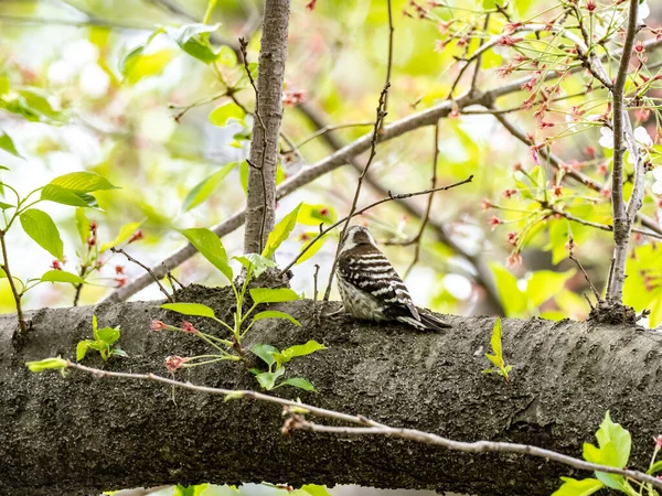View Japanese Pygmy Woodpecker Tree — Stock Photo, Image