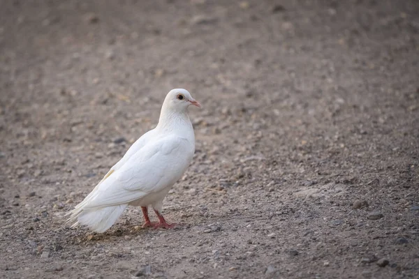 Bellissimo Piccione Bianco Piedi Terra — Foto Stock