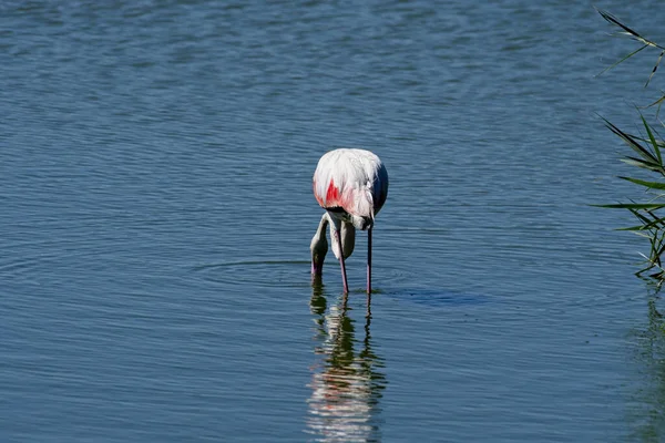 Amerykański Flamingo Pijący Wodę Delcie Ebro Widok Tyłu — Zdjęcie stockowe
