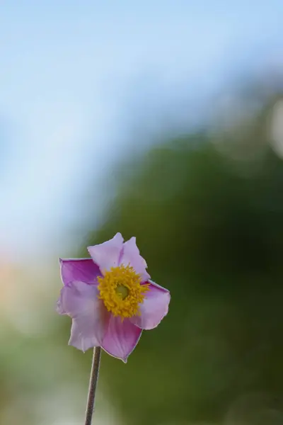 Close Vertical Bela Flor Rosa Anemone Hupehensis Fundo Borrado — Fotografia de Stock