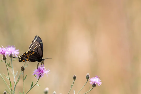 Piękny Wybiórczy Strzał Czarnego Jaskółkoogonowego Motyla Zapylającego Purpurowy Oset Kwiat — Zdjęcie stockowe
