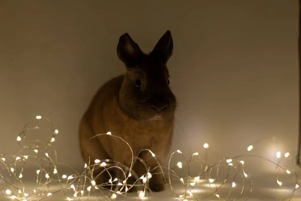 Ein Süßer Hase Mit Weihnachtsbeleuchtung Eingefangen — Stockfoto