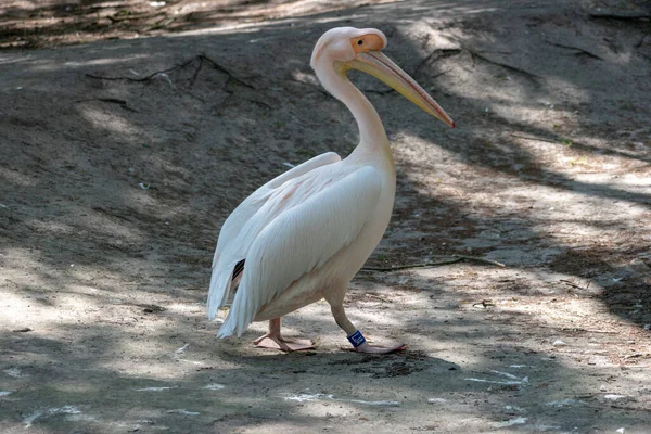 動物園で白いペリカンの美しいショット — ストック写真