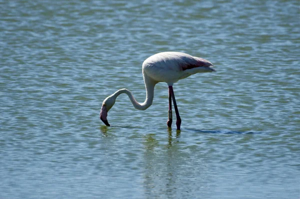 Primer Plano Lindo Flamenco Americano Bebiendo Agua Delta Del Ebro — Foto de Stock