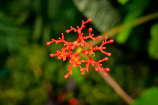 Uma Foto Close Bela Planta Jatropha Podagrica Fundo Borrado — Fotografia de Stock