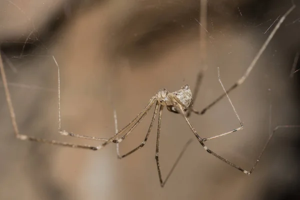 一只蜘蛛挂在蜘蛛网上的特写镜头 — 图库照片