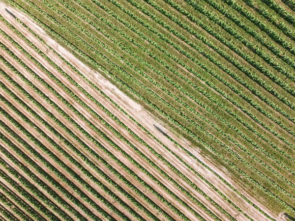 Aerial Shot Longs Rows Vineyard — Stock Photo, Image