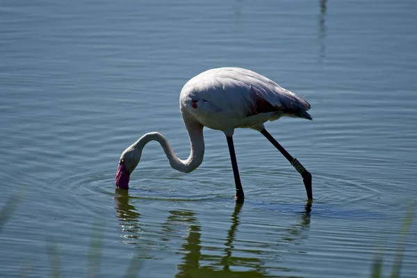 Uma Bela Foto Flamingo Americano Inclinado Para Frente Para Beber — Fotografia de Stock