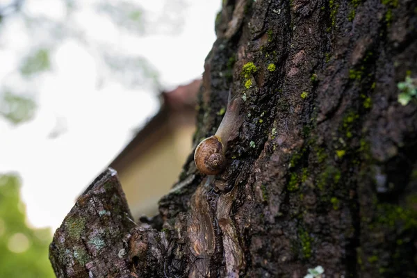 Gros Plan Escargot Fond Flou — Photo