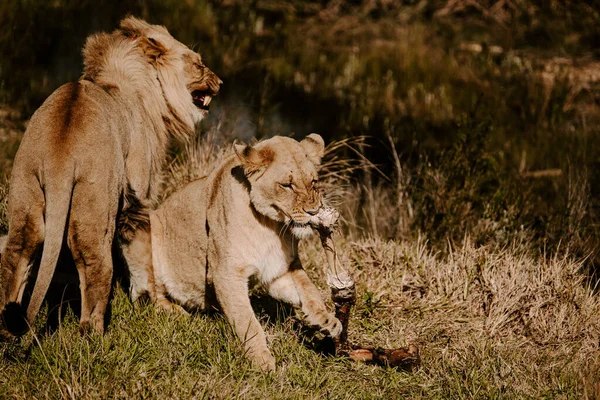 昼間の芝生の上で強力なライオンとトラの魅惑的なショット — ストック写真