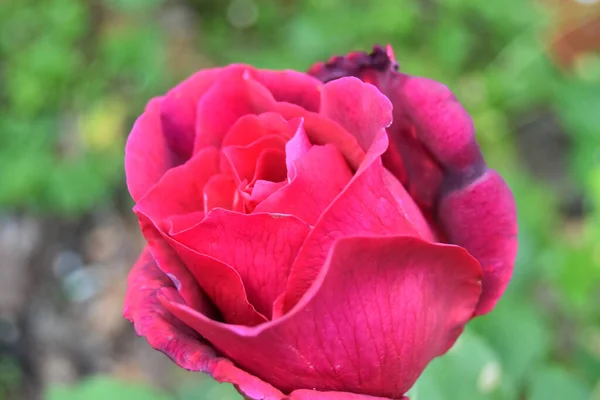 Uma Foto Close Rosa Lindamente Florescida Jardim — Fotografia de Stock