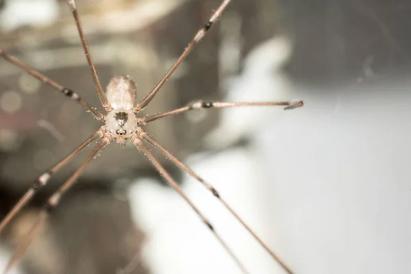 Selektiv Fokusbild Spindel Hängande Från Sitt Nät — Stockfoto