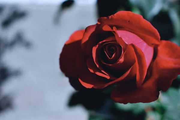 Une Mise Point Sélective Rose Rouge Dans Nature — Photo