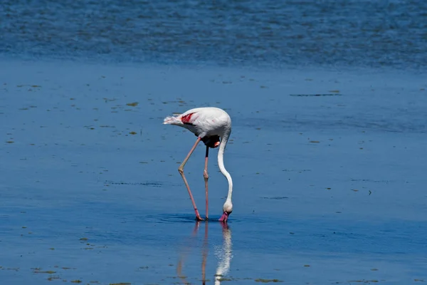 Gros Plan Flamant Américain Buvant Eau Dans Delta Èbre — Photo