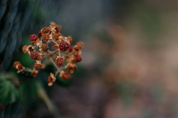 ぼやけたボケの背景に熟していないブラックベリーの枝の選択的な焦点ショット — ストック写真