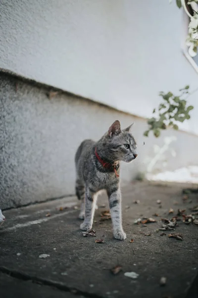 一只可爱的家猫在户外的垂直镜头 — 图库照片