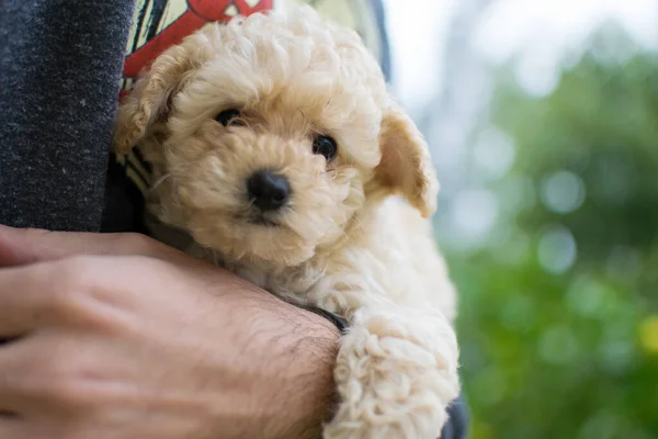 Uma Pessoa Segurando Bonito Bege Shih Poo Maltipoo Cão — Fotografia de Stock