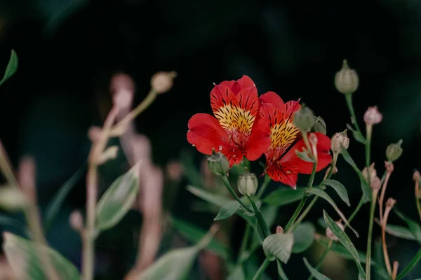 Bulanık Arkaplanda Alstroemeria Spitfire Yakın Plan Çekimi — Stok fotoğraf