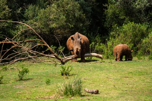 Plan Envoûtant Rhinocéros Sur Herbe Verte Jour — Photo