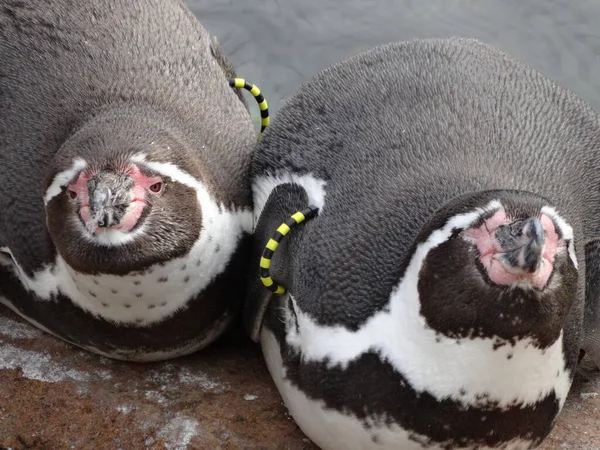 Close Dois Pinguins — Fotografia de Stock