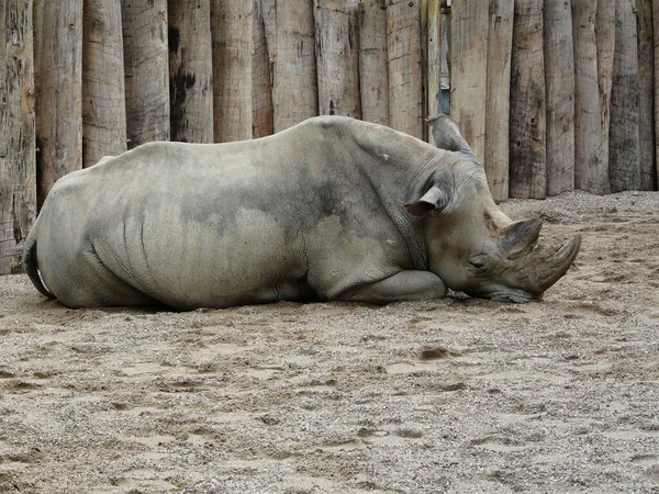 Primer Plano Rinoceronte Negro Zoológico —  Fotos de Stock