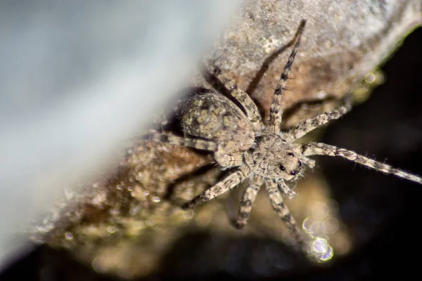 Primer Plano Una Araña Roca — Foto de Stock