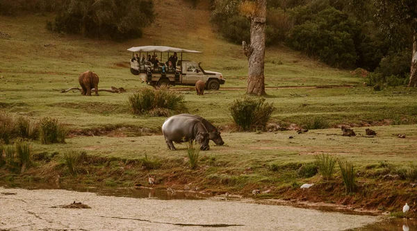 Een Adembenemende Opname Van Wilde Dieren Die Overdag Groen Gras — Stockfoto