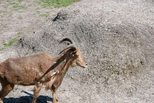 Selective Focus Shot Antelope Zoo — Stock Photo, Image