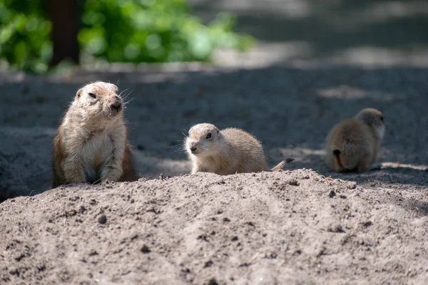 Selektiv Fokusbild Präriehundar Sandig Mark — Stockfoto