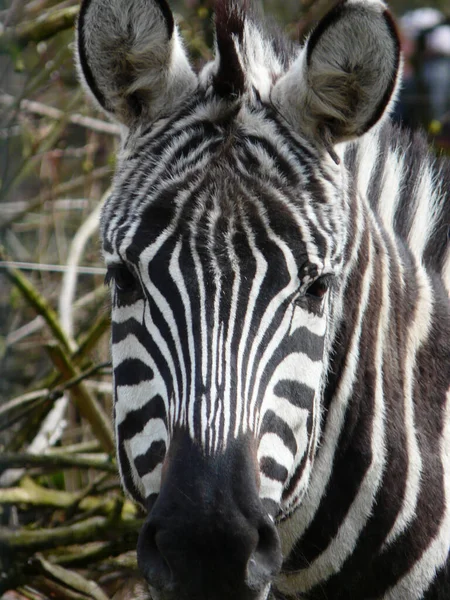 Een Verticaal Close Shot Van Het Hoofd Van Zebra — Stockfoto