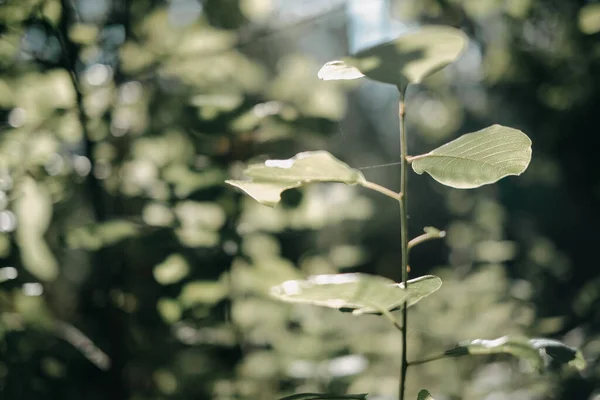 一种在公园里有叶子的绿色植物的精选照片 — 图库照片