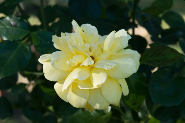 Primer Plano Una Hermosa Rosa Amarilla Jardín —  Fotos de Stock