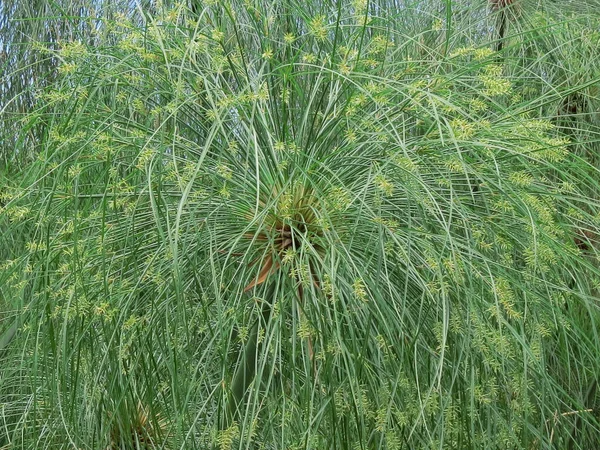 사이퍼 파피루스 식물이나 일반적으로 갈대로 알려져 식물의 — 스톡 사진
