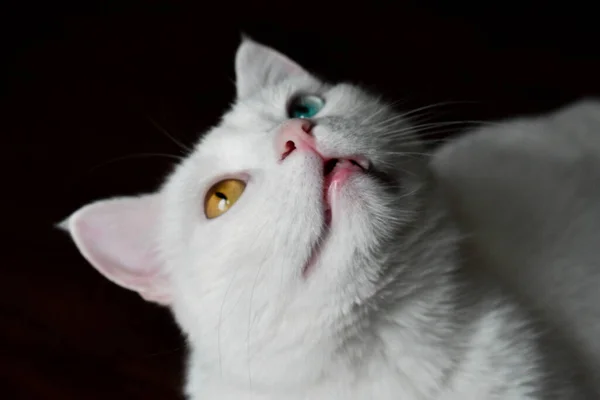 Zbliżenie Strzał Piękny Biały Van Kot Ciemnym Tle — Zdjęcie stockowe