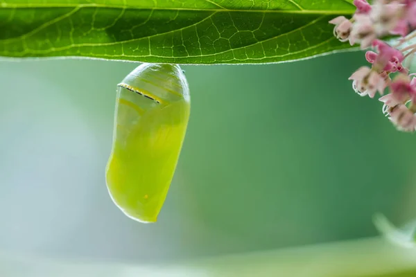 Een Close Shot Van Een Monarch Vlinder Pop Opknoping Van — Stockfoto