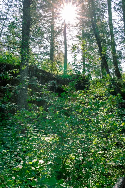 Egy Függőleges Lövés Lombfák Egy Erdőben Háttérben Ragyogó Nap — Stock Fotó