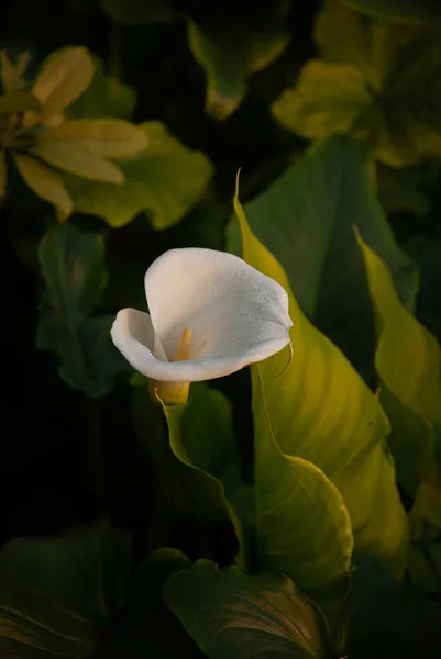 Plano Vertical Una Flor Cala Con Hojas Verdes Fondo — Foto de Stock