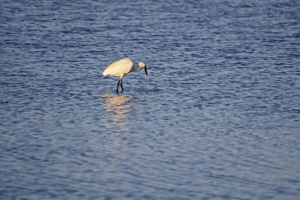 Primer Plano Una Gran Garza Agua Del Delta Del Ebro — Foto de Stock