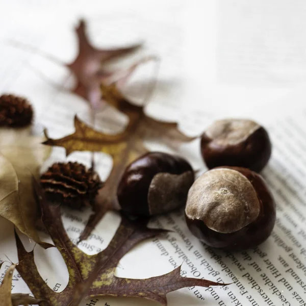 Primo Piano Foglie Autunnali Noci Decorazioni Sulle Pagine Del Libro — Foto Stock