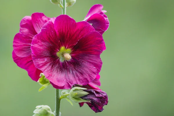 Прекрасно Розквітлі Фіолетові Квіти Холліхока — стокове фото