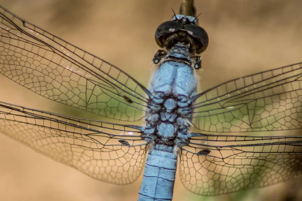 Closeup Shot Wings Blue Dragonfly — Stock Photo, Image