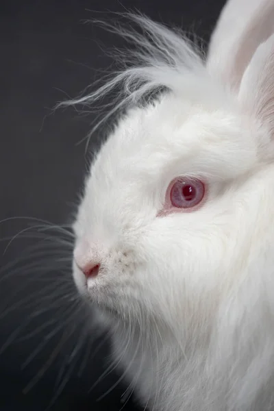 Eine Vertikale Nahaufnahme Eines Flauschigen Weißen Kaninchens — Stockfoto