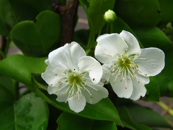 Ett Makro Närbild Skott Blommorna Från Växt Som Heter Prunus — Stockfoto