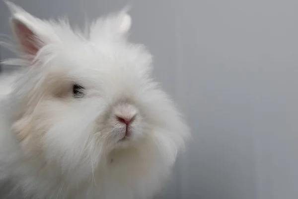 Een Close Shot Van Een Witte Angora Konijn — Stockfoto