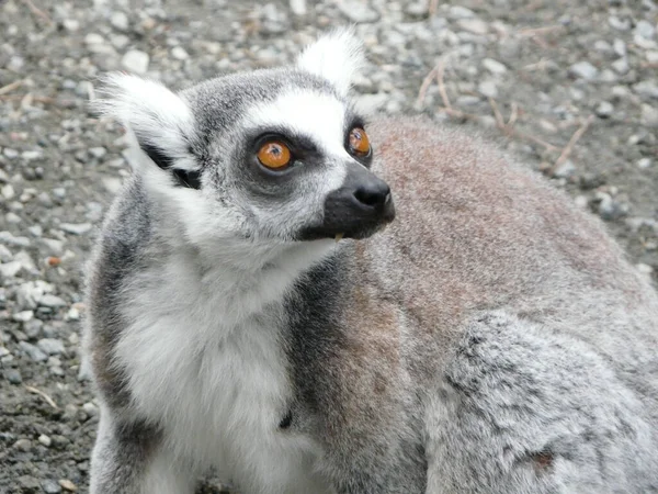 Sebuah Gambar Closeup Lemur Hutan — Stok Foto