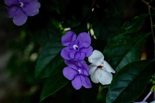 Närbild Bild Bild Vackra Brunfelsia Blommor Suddig Bakgrund — Stockfoto