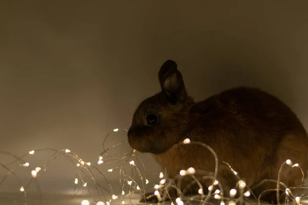 Eine Nahaufnahme Eines Flauschigen Braunen Hasen Neben Der Weihnachtsbeleuchtung — Stockfoto