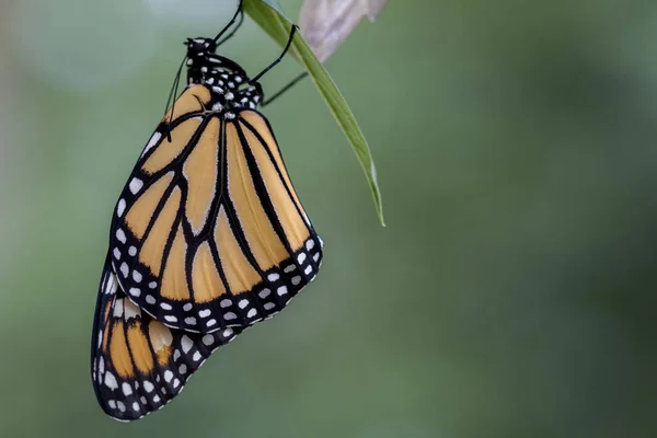 Primo Piano Una Bella Farfalla Concetto Metamorfosi — Foto Stock