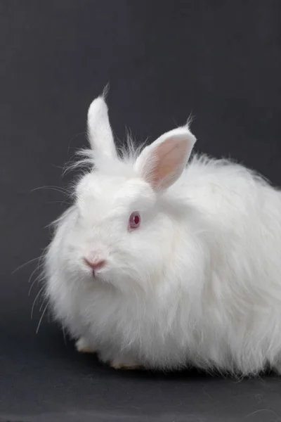 Вертикальный Снимок Белого Ангорского Кролика — стоковое фото