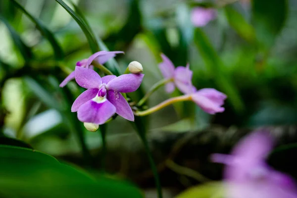 Närbild Bild Bild Vackra Lila Orkidéer Suddig Natur Bakgrund — Stockfoto